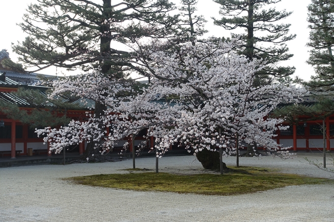 京都桜速報2018_10　No25