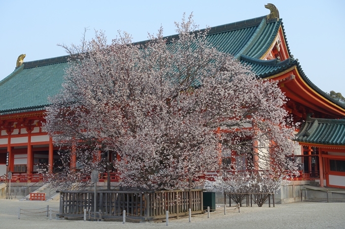 京都桜速報2018_10　No26