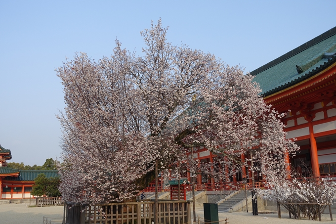 京都桜速報2018_10　No27