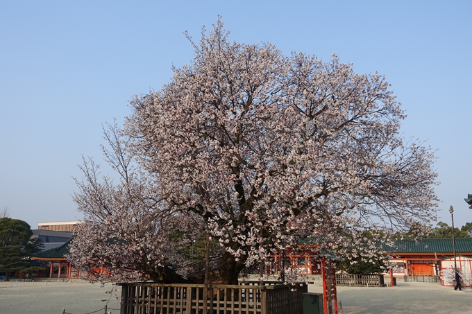 京都桜速報2018_10　No28