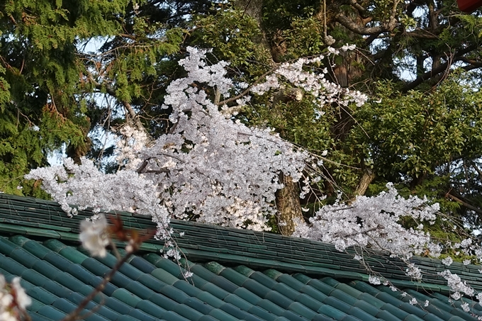 京都桜速報2018_10　No29