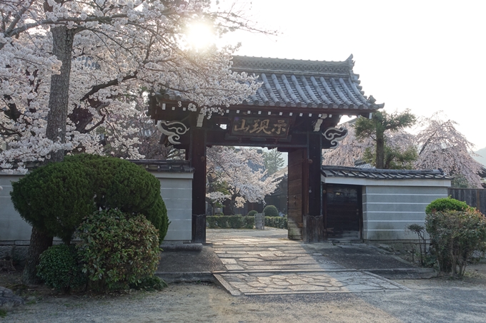 京都桜速報2018_10　No30