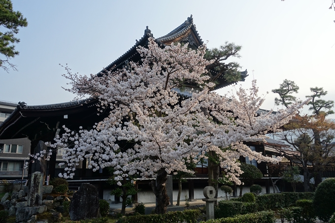 京都桜速報2018_10　No32