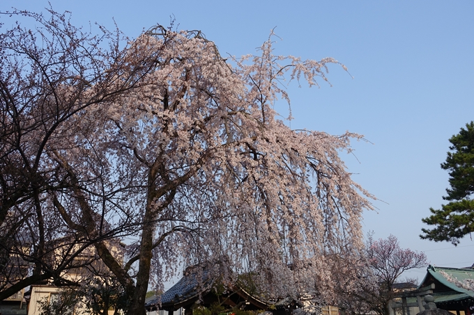 京都桜速報2018_10　No33