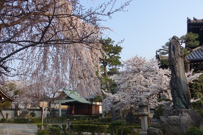 京都桜速報2018_10　No34