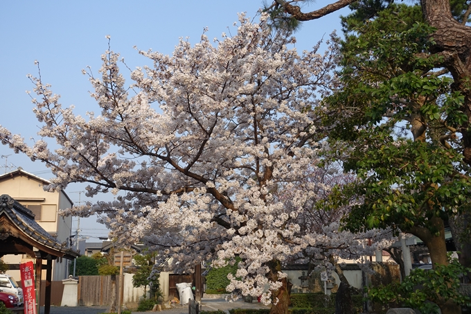 京都桜速報2018_10　No35