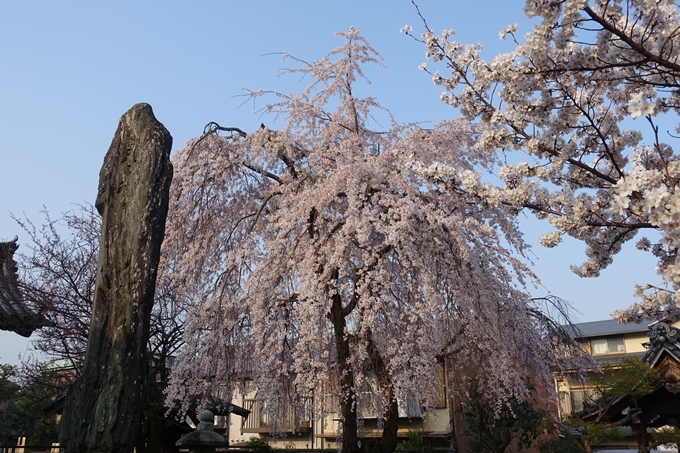 京都桜速報2018_10　No36