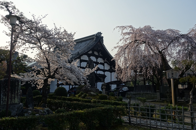 京都桜速報2018_10　No38