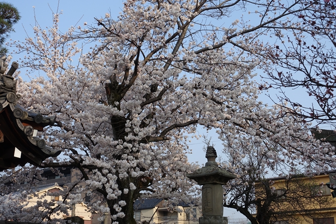 京都桜速報2018_10　No39