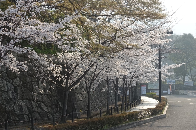 京都桜速報2018_10　No40