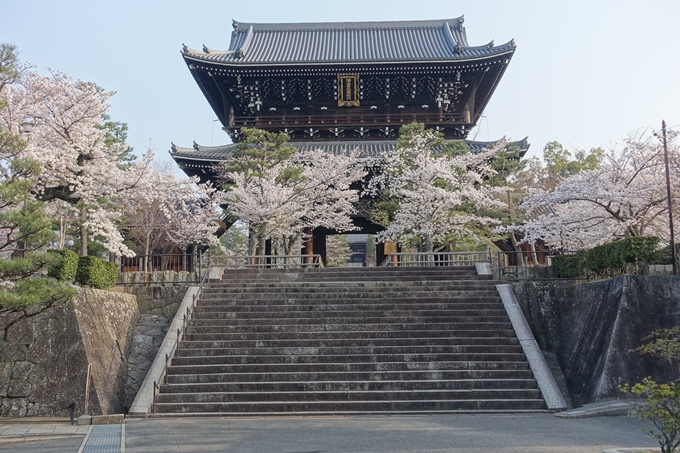 京都桜速報2018_10　No41