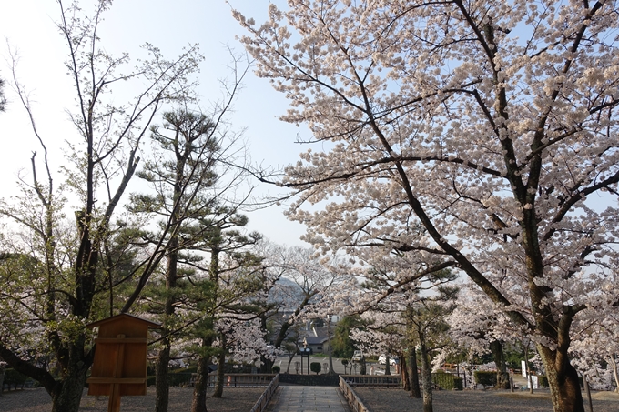 京都桜速報2018_10　No42