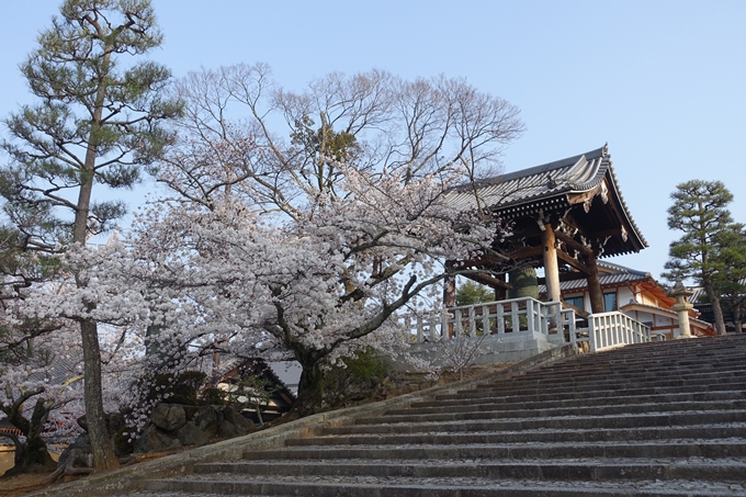 京都桜速報2018_10　No44