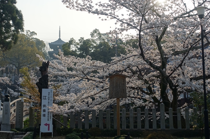 京都桜速報2018_10　No45