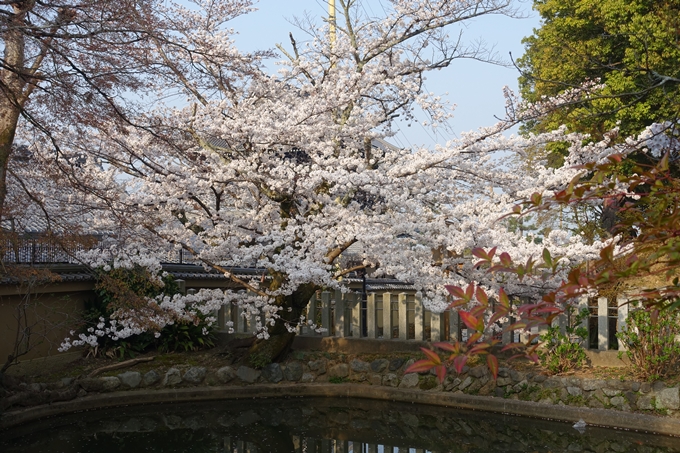 京都桜速報2018_10　No46