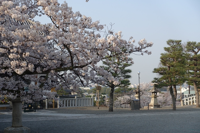 京都桜速報2018_10　No47