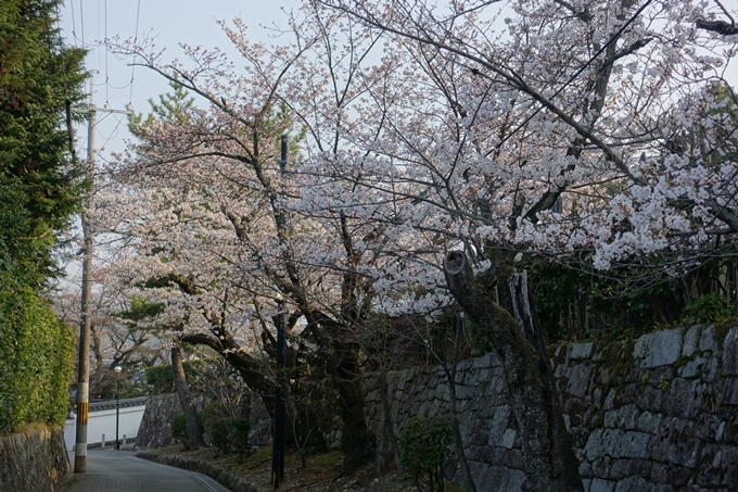 京都桜速報2018_10　No48