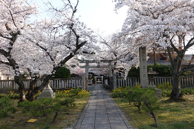 京都桜速報2018_10　No49