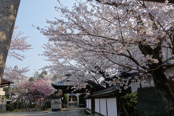 京都桜速報2018_10　No50