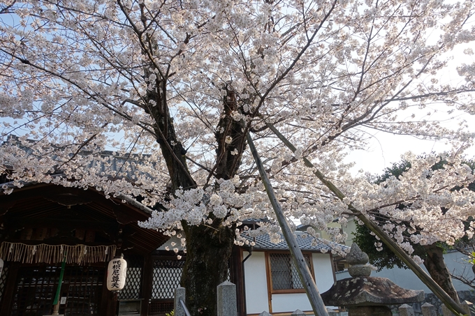 京都桜速報2018_10　No52