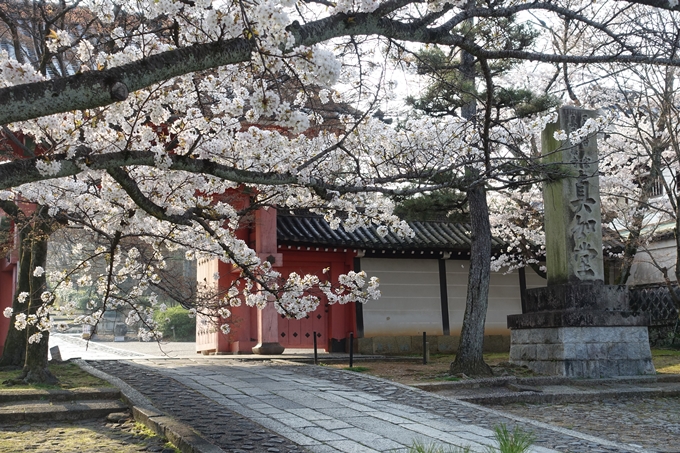 京都桜速報2018_10　No53