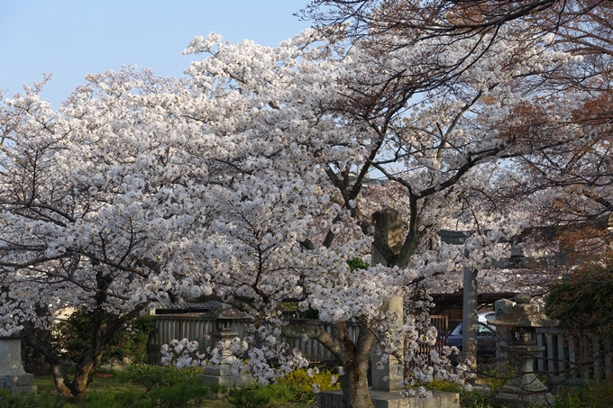 京都桜速報2018_10　No54