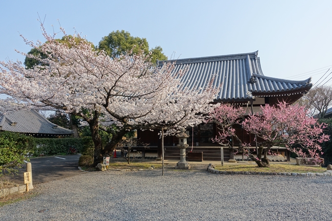 京都桜速報2018_10　No55