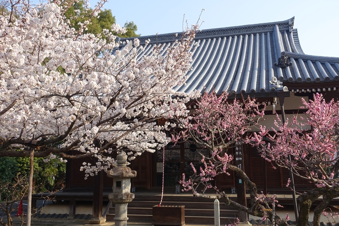 京都桜速報2018_10　No56