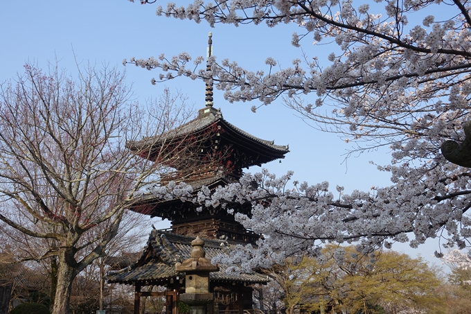 京都桜速報2018_10　No57