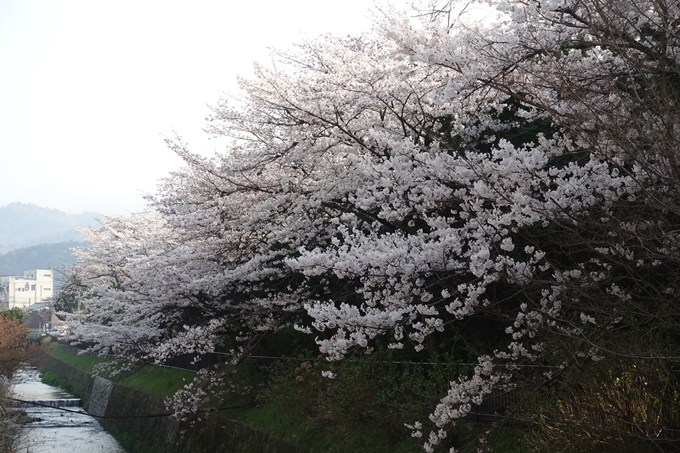 京都桜速報2018_10　No58