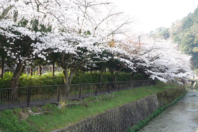 京都桜速報2018_10　No59