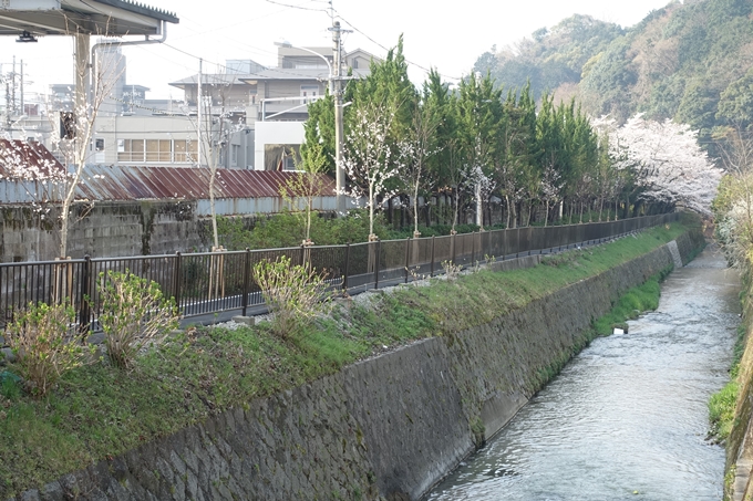 京都桜速報2018_10　No60