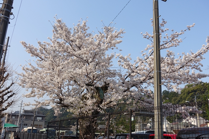 京都桜速報2018_10　No61