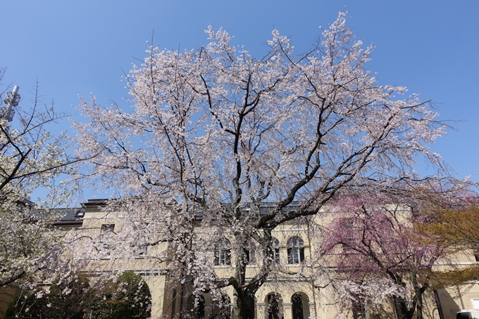 京都桜速報2018_11　No5