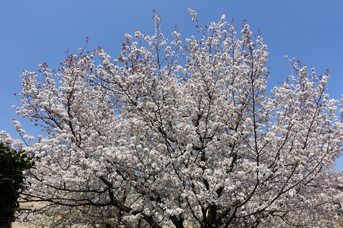 京都桜速報2018_11　No8