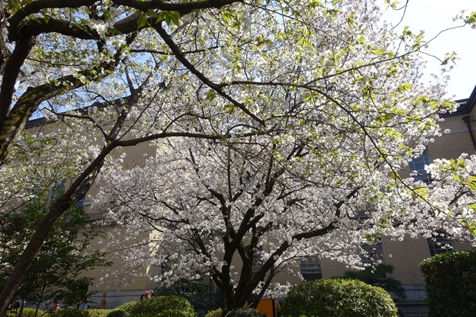 京都桜速報2018_11　No9