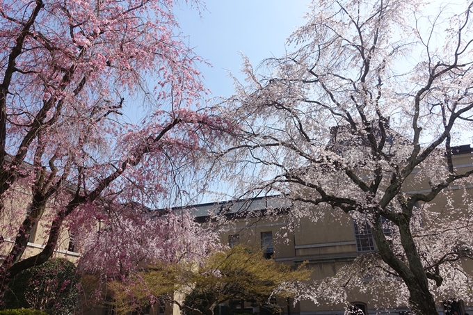 京都桜速報2018_11　No10