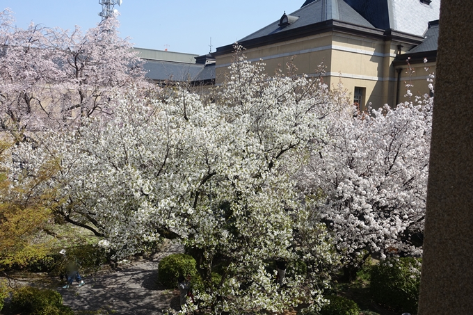 京都桜速報2018_11　No11