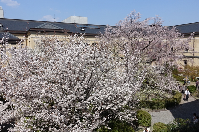 京都桜速報2018_11　No12