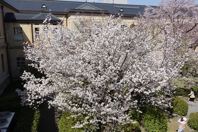 京都桜速報2018_11　No13