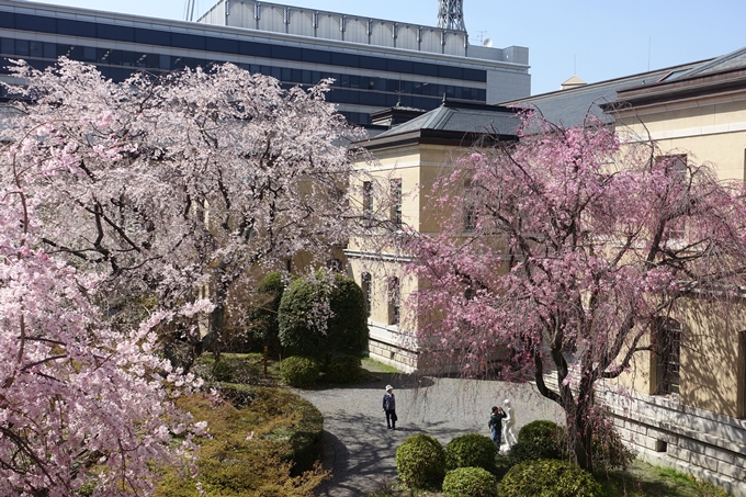 京都桜速報2018_11　No16