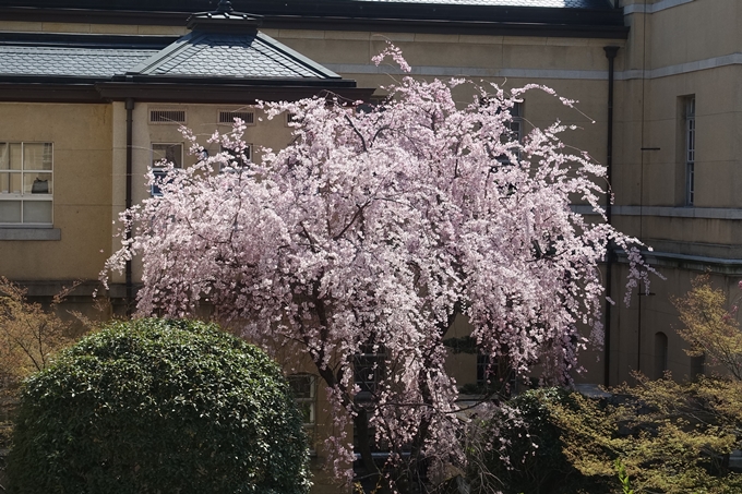 京都桜速報2018_11　No17