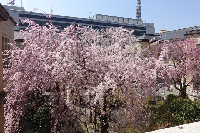 京都桜速報2018_11　No18