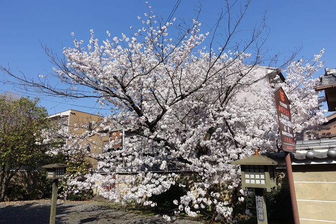 京都桜速報2018_11　No22