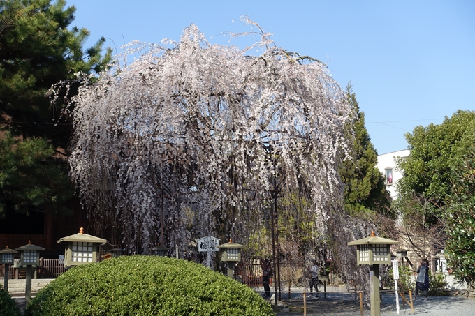 京都桜速報2018_11　No24