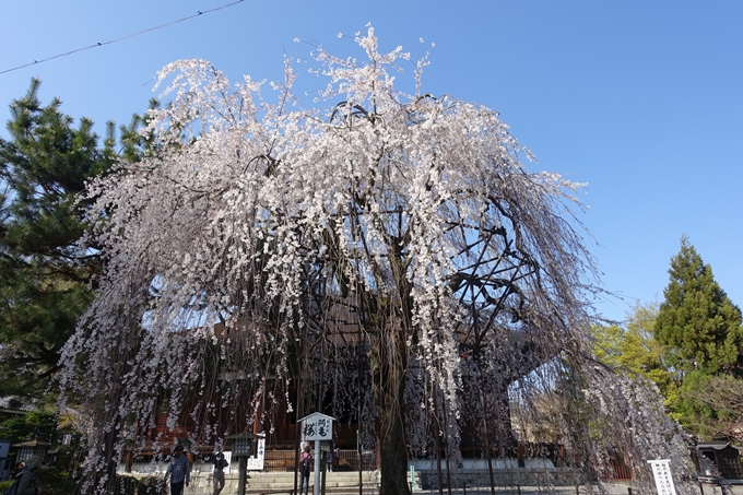 京都桜速報2018_11　No25