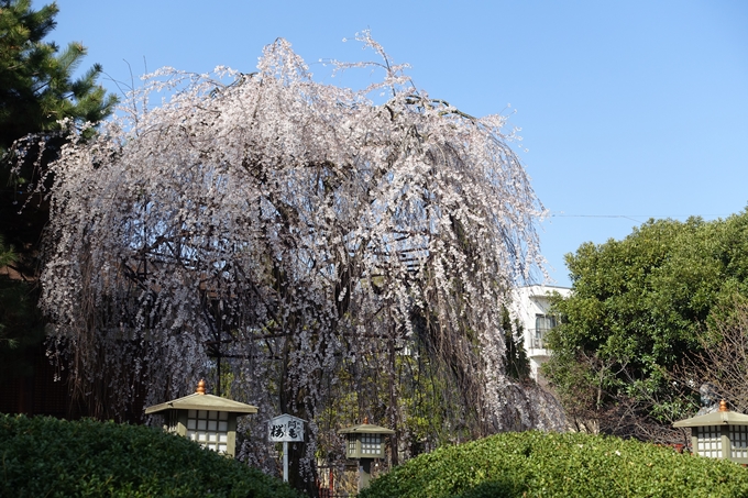 京都桜速報2018_11　No26