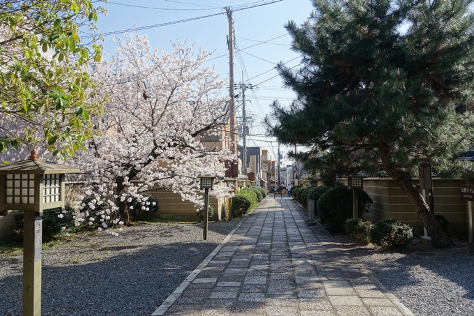 京都桜速報2018_11　No27