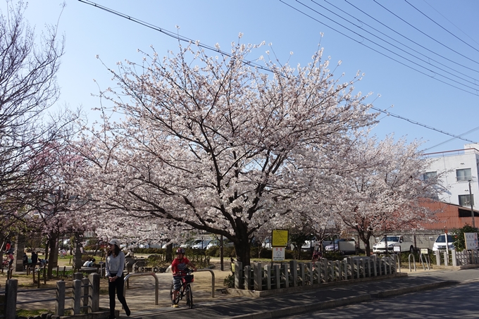 京都桜速報2018_11　No28