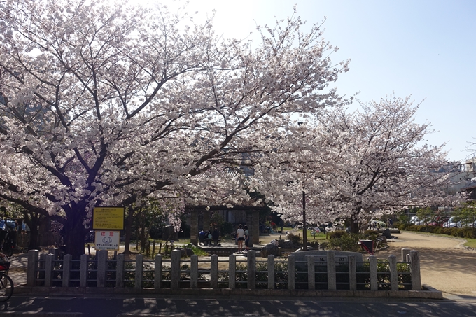 京都桜速報2018_11　No29